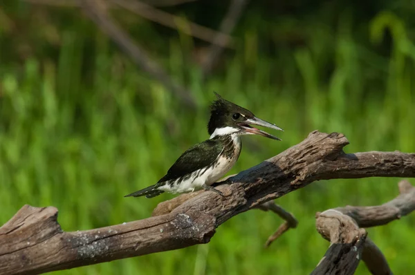 Kingfisher Αμαζόνιος, Βραζιλία — Φωτογραφία Αρχείου