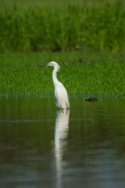 Snowy egret, heron — Stock Photo, Image