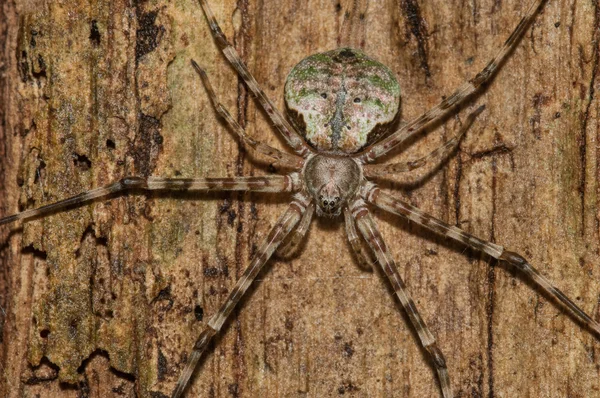 Araignée sur bois, Réserve de développement durable — Photo