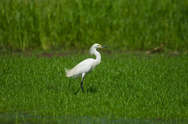 Snowy egret, heron — Stockfoto