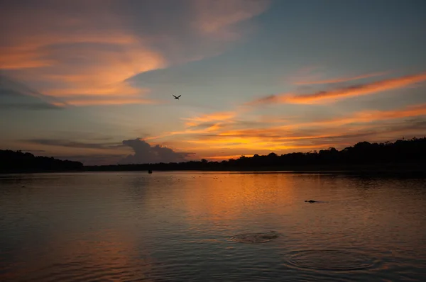 Alligators in Amazon, Sustainable development reserve — Stock Photo, Image