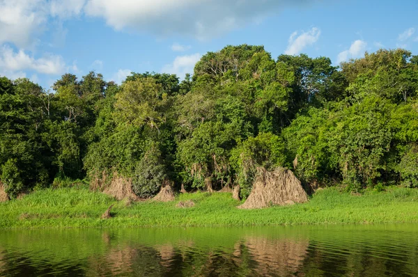 Amazon nehri, Brezilya — Stok fotoğraf