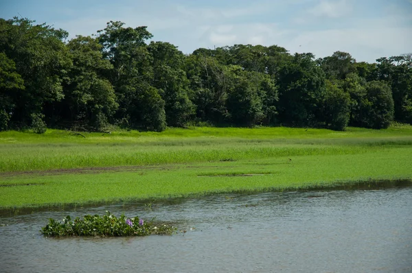 Amazon, sustainable development reserve