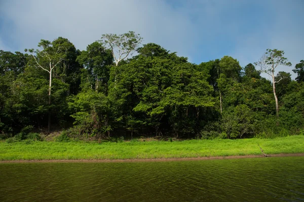 Amazonas, reserva de desarrollo sostenible — Foto de Stock