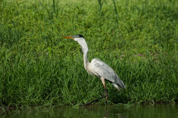 Cocoi heron in water — Stock Photo, Image