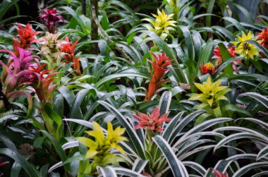 güzel parlak bromeliads