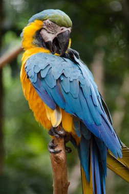 mavi-sarı ara, ara ararauna