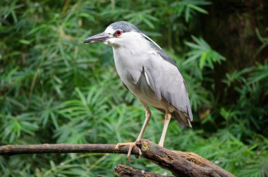 siyah taç gece balıkçılı