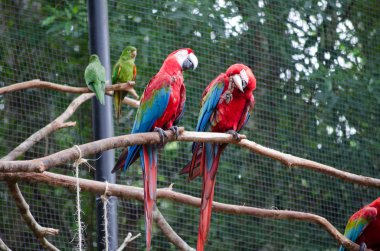 Two colorful parrots  clipart