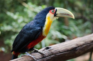 Kırmızı göğüslü toucan
