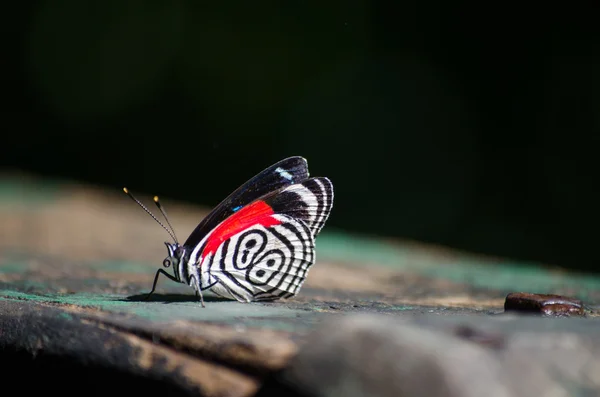 O carteiro vermelho (Heliconius erato ) — Fotografia de Stock