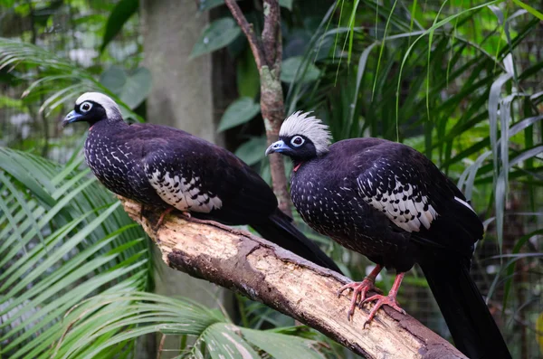 Black-fronted potrubí guan ptáci — Stock fotografie