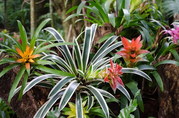 Hermosas bromelias brillantes — Foto de Stock