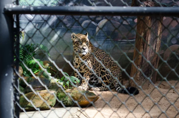 Panthera onca in dierentuin — Stockfoto
