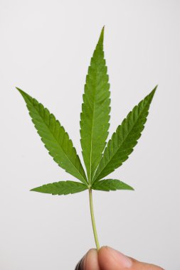  Yeşil kenevir yaprağı 