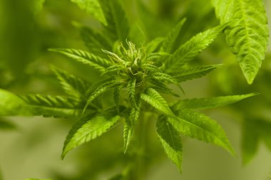  Büyüyen kenevir bitki 