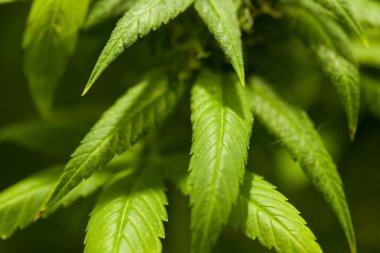  Büyüyen kenevir bitki 