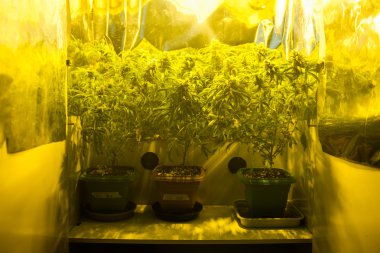  Büyüyen kenevir bitki 