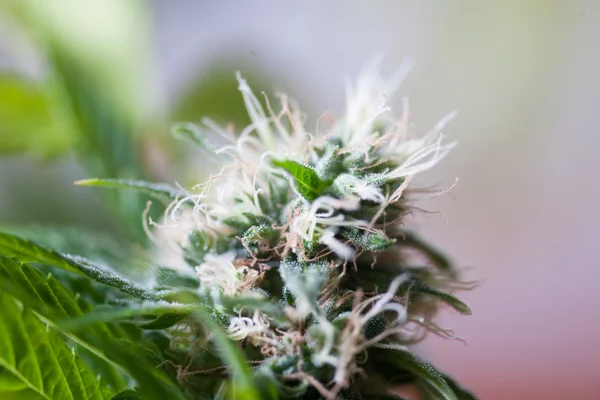 大麻植物生长 — 图库照片