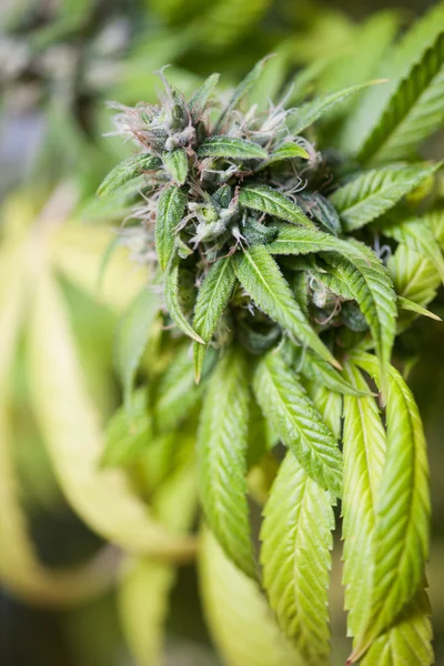 Cannabispflanze angebaut — Stockfoto