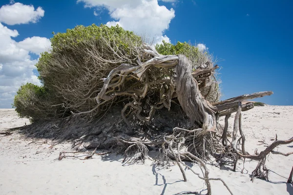 Árvore na bela praia de Jericoacoara — Fotografia de Stock