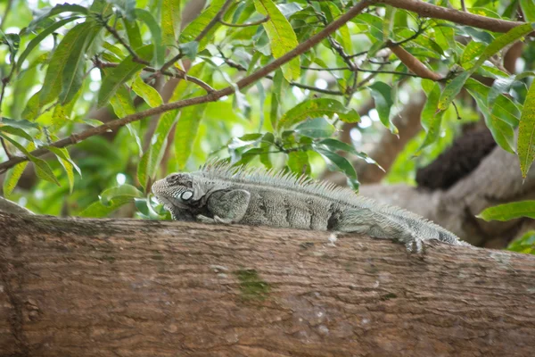 Leguaan kruipen op houten romp — Stockfoto