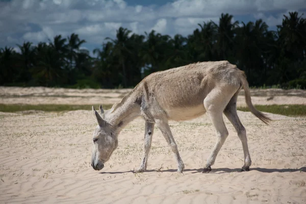 Osioł na plaży Jericoacoara — Zdjęcie stockowe