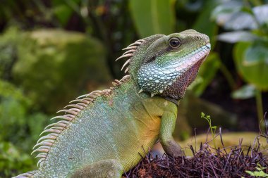 sevimli yeşil iguana 