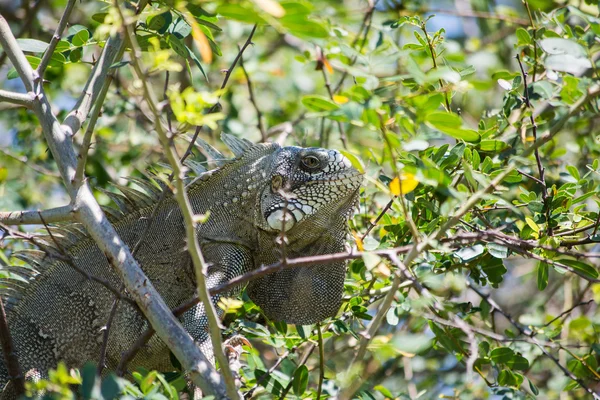 大鬣蜥在树上 — 图库照片