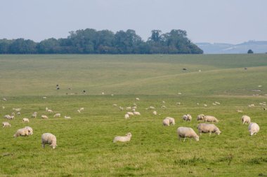 çayır üzerinde otlatma koyun 