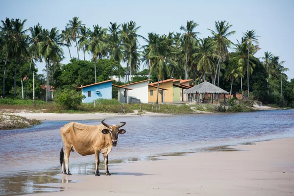 Ciudad de Santo Amaro — Foto de Stock