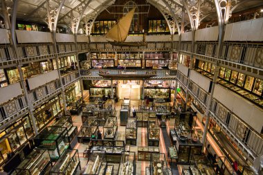 Pitt Rivers Müzesi, Oxford