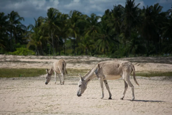 Burros en la playa de Jericoacoara — Foto de Stock