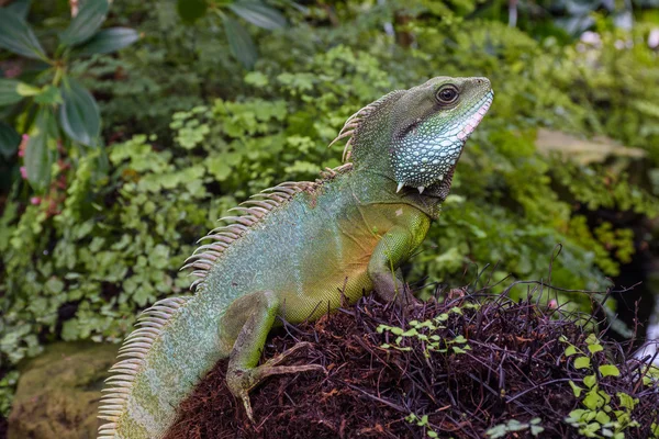 Niedlicher grüner Leguan — Stockfoto