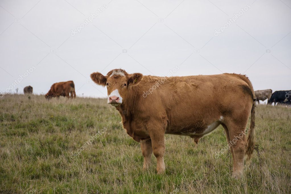 cows grazing grass 