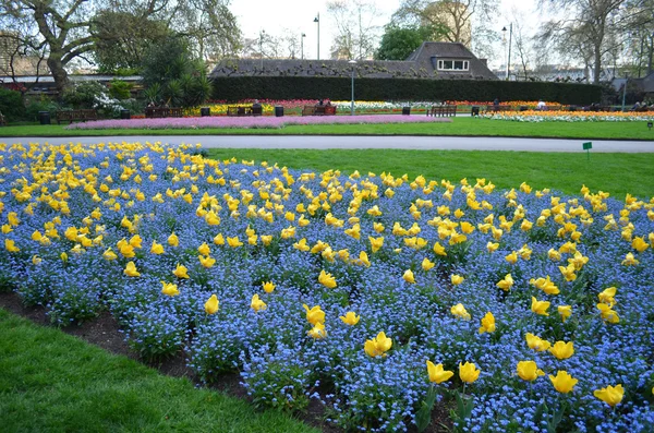 Belo jardim com flores coloridas — Fotografia de Stock