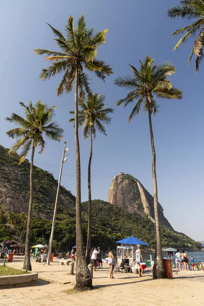 Sugar Loaf Dağı Nın Güzel Manzarası Okyanus Kenarındaki Palmiye Ağaçları — Stok fotoğraf