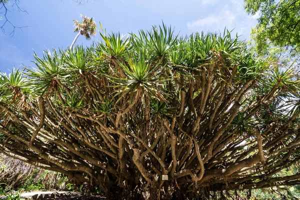 Tropikalny Ogród Botaniczny Centrum Lizbony Portugalia — Zdjęcie stockowe