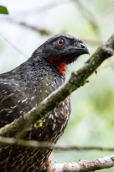 Vacker Svart Och Röd Tropisk Fågel Grönt Landskap Serrinha Ekologiska — Stockfoto