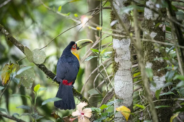 Gyönyörű Piros Fekete Sárga Színű Trópusi Madár Zöld Növényzeten Serrinha — Stock Fotó