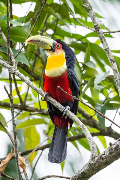 Schöne Rote Schwarze Und Gelbe Tropische Vögel Auf Grüner Vegetation — Stockfoto