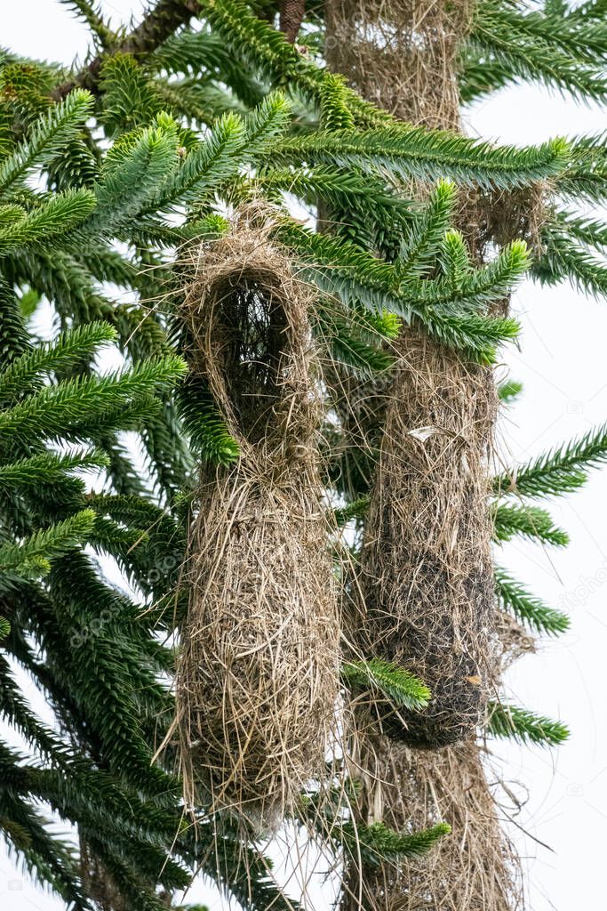 Beautiful hanging nest of black bird on brazilian pine tree in the rainforest, Serrinha Ecological Reserve, Rio de Janeiro, Brazil
