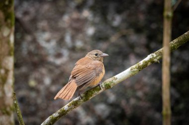 Yeşil yağmur ormanlarında ağaç dalındaki güzel kahverengi kuş Mantiqueira Dağları, Rio de Janeiro, Brezilya