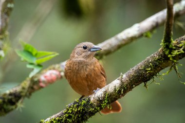 Yeşil yağmur ormanlarında ağaç dalındaki güzel kahverengi kuş Mantiqueira Dağları, Rio de Janeiro, Brezilya