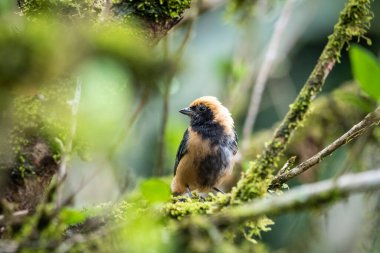Yeşil yağmur ormanlarında ağaç dalındaki güzel siyah ve sarı tropikal kuş, Mantiqueira Dağları, Rio de Janeiro, Brezilya