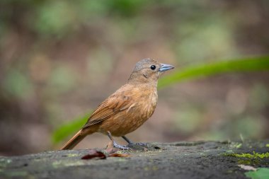Yeşil yağmur ormanlarında ağaç dalındaki güzel kahverengi kuş Mantiqueira Dağları, Rio de Janeiro, Brezilya