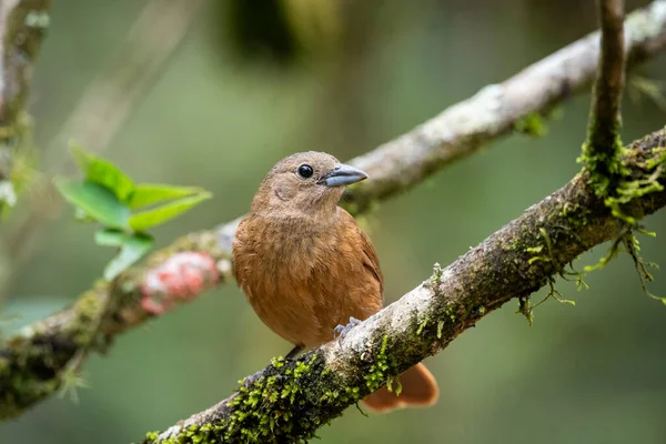 Yeşil yağmur ormanlarında ağaç dalındaki güzel kahverengi kuş Mantiqueira Dağları, Rio de Janeiro, Brezilya
