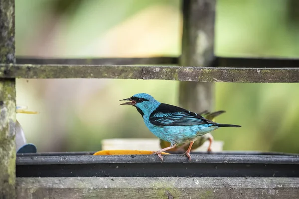 緑の熱帯雨林の風景 Mantiqueira山 リオデジャネイロ ブラジルの木の枝上の美しいカラフルな青と黒の熱帯鳥 — ストック写真