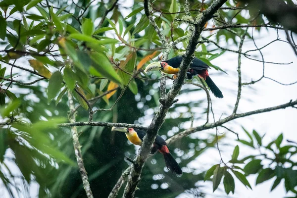 Hermosa Pareja Colorida Tucanes Tropicales Rama Árbol Paisaje Verde Selva — Foto de Stock