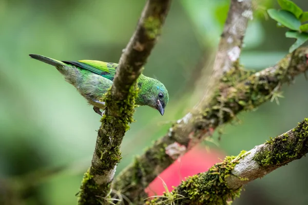 Beautiful colorful tropical bird on tree branch in green rainforest landscape, Mantiqueira Mountains, Rio de Janeiro, Brazil